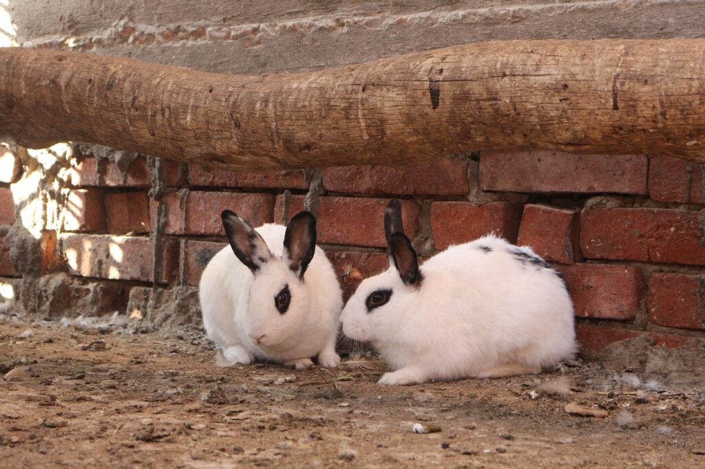 Coniglio Hotot
