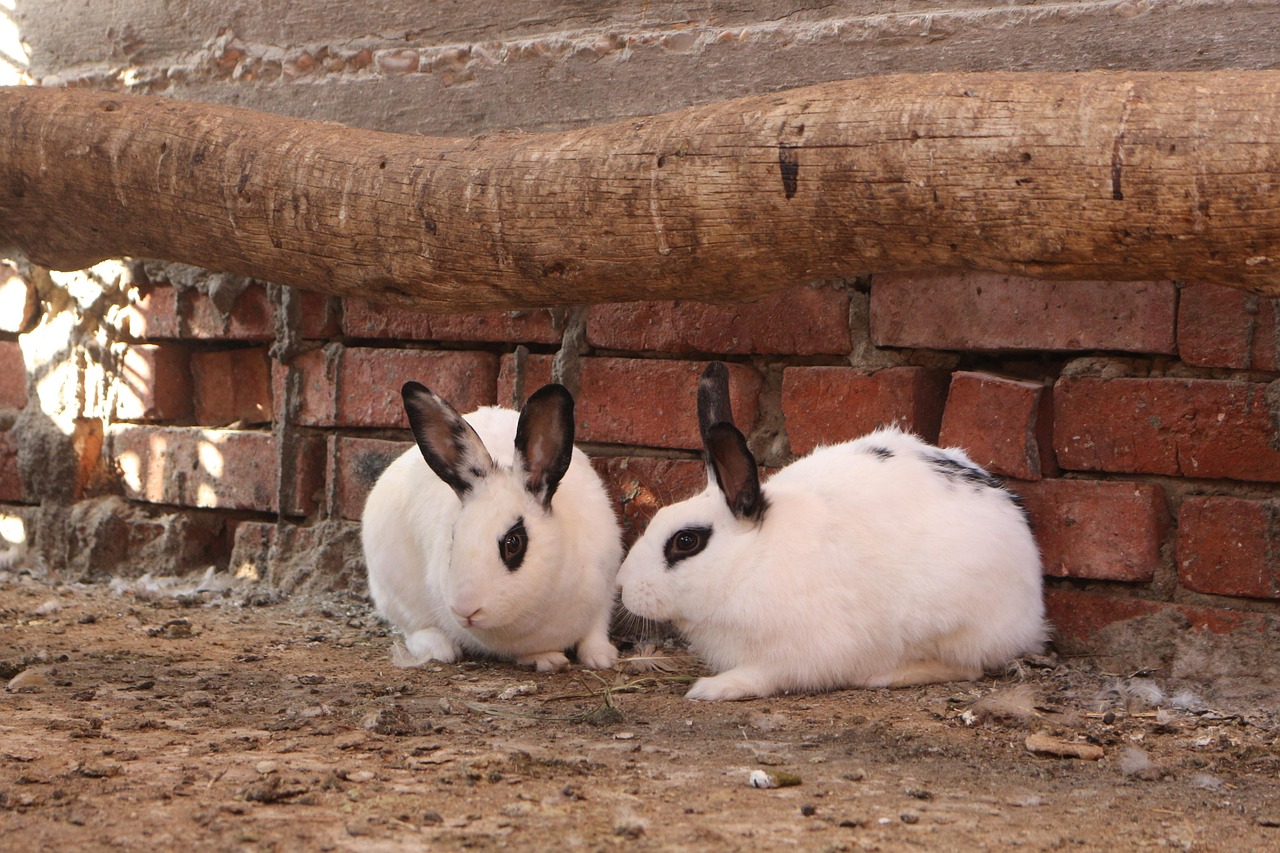 Coniglio Hotot Coniglio Hotot