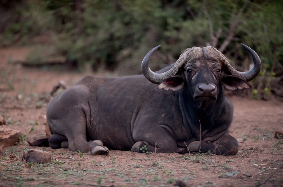 Bufalo Africano Bufalo Africano