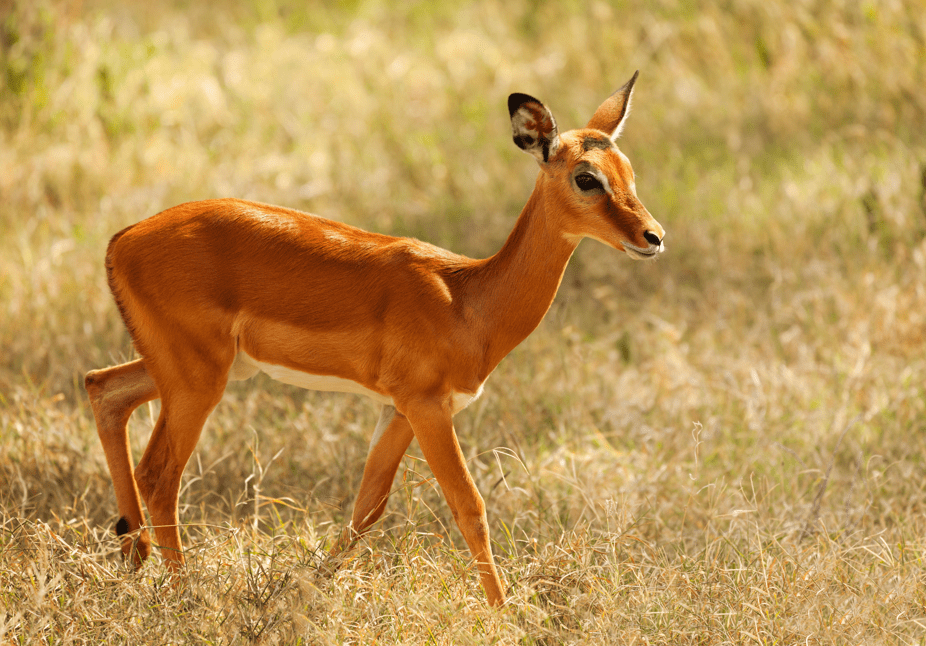 Gazzella Africana Gazzella Africana
