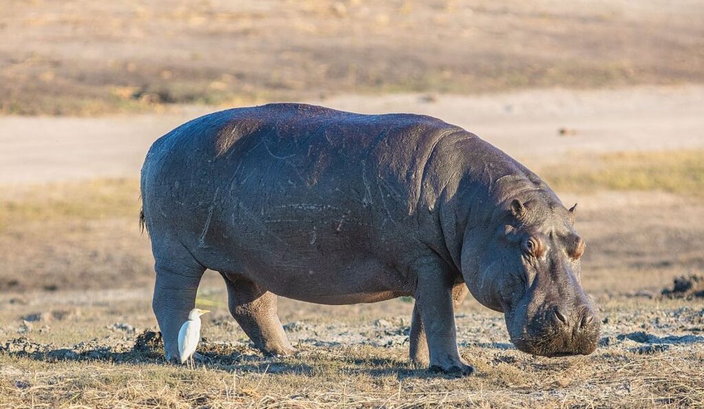 Ippopotamo