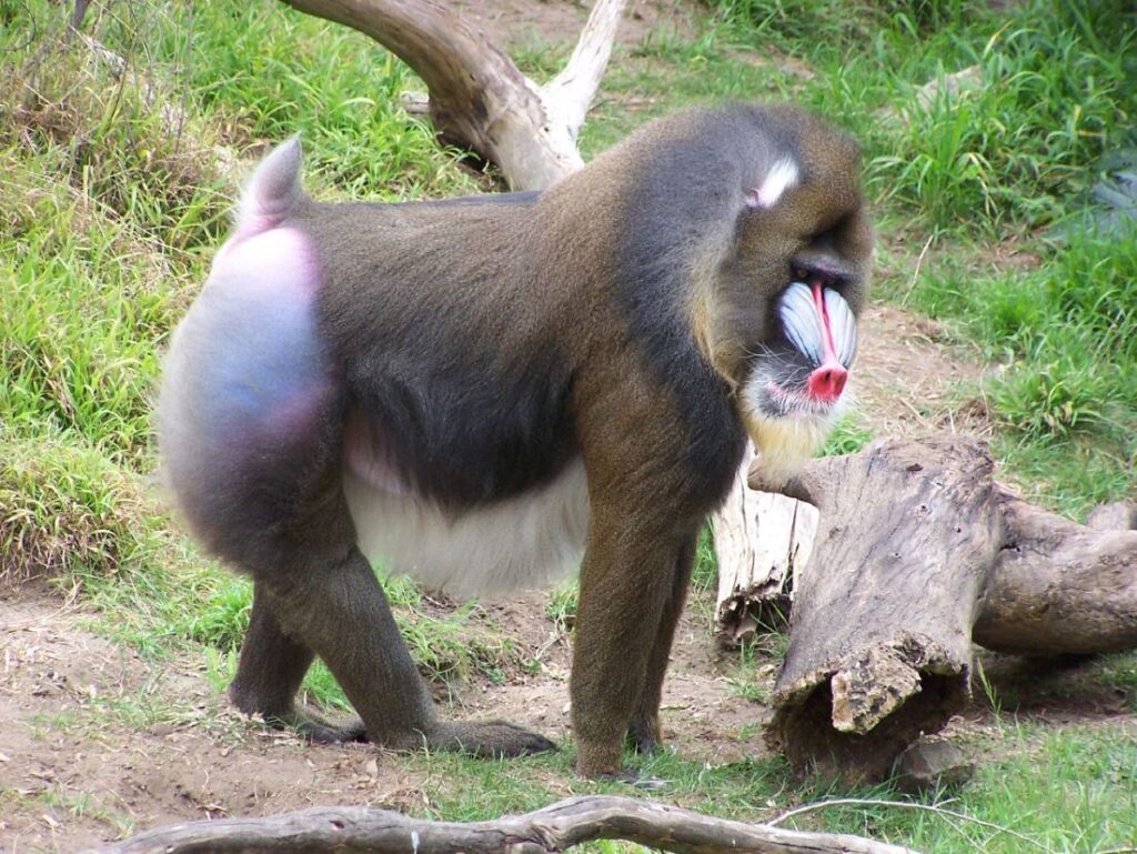 Mandrillo