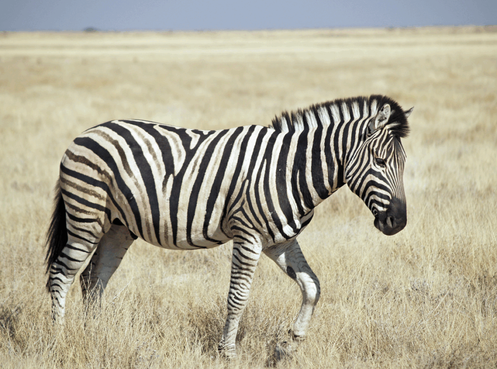 Zebra