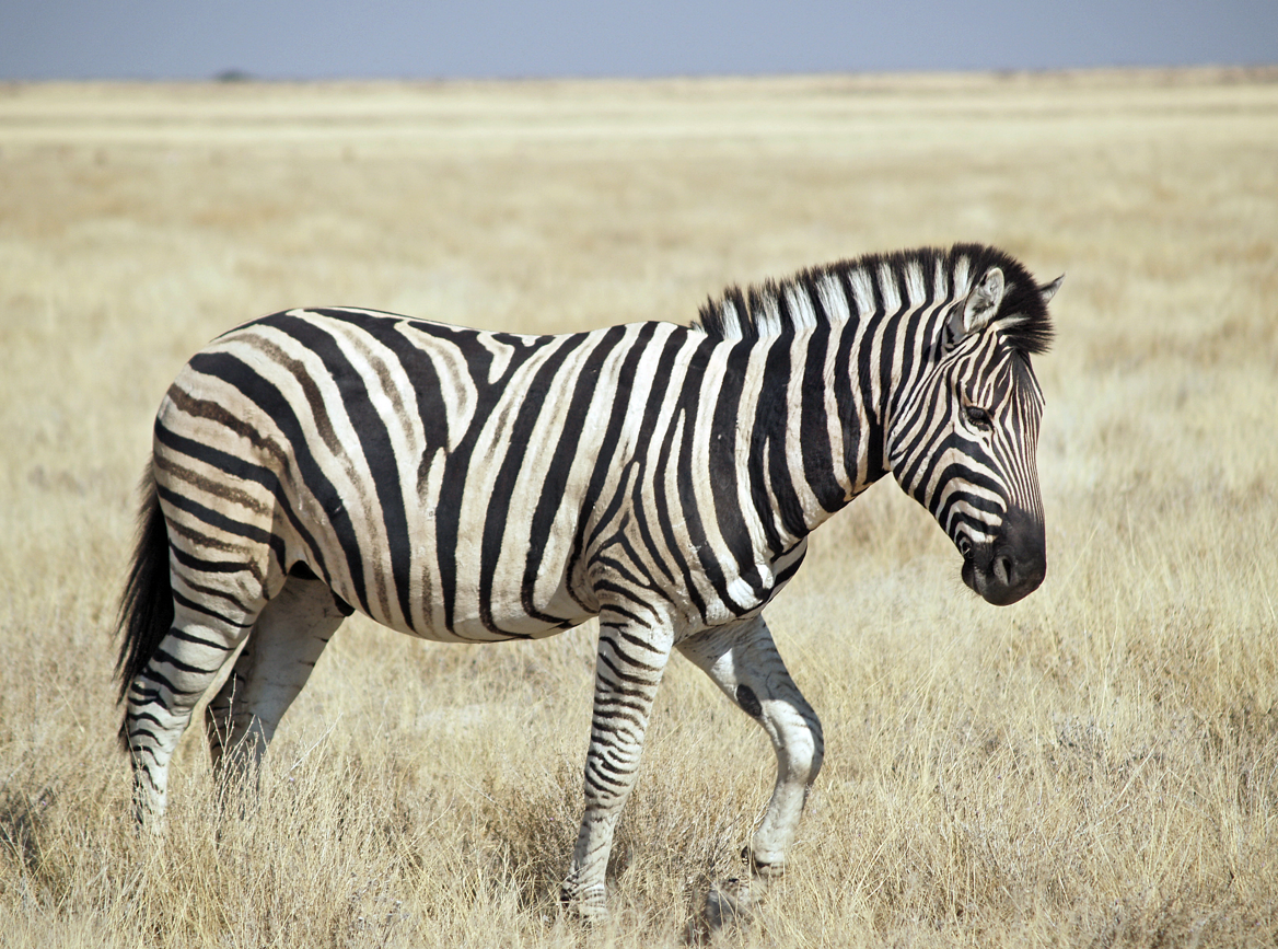Zebra Zebra