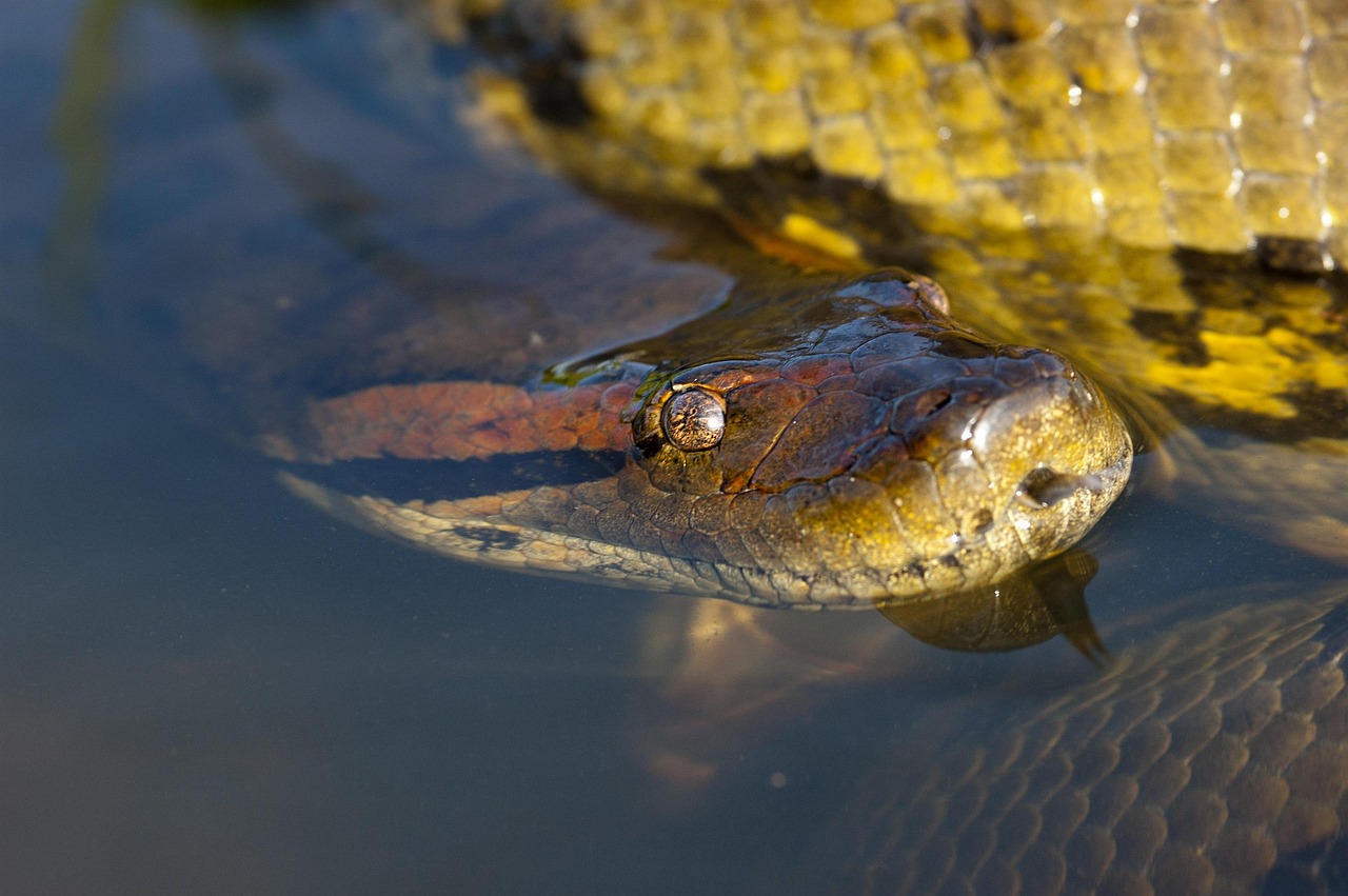 Anaconda Anaconda