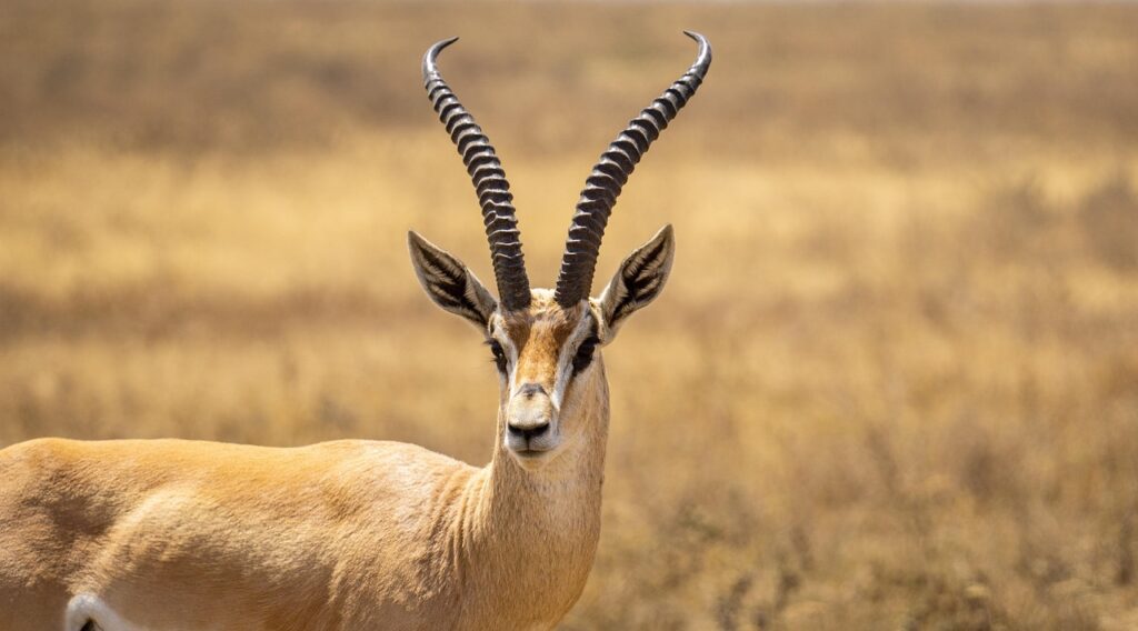 Antilope