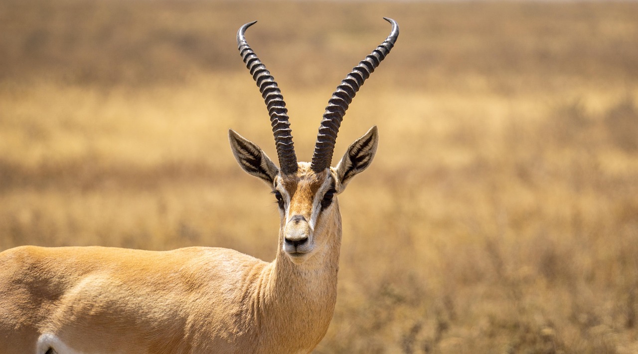 Antilope Antilope