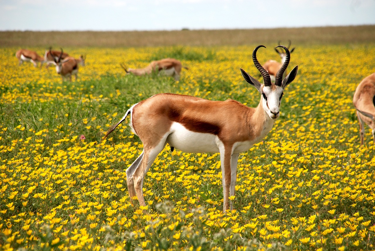 antilope