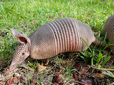 Armadillo Armadillo
