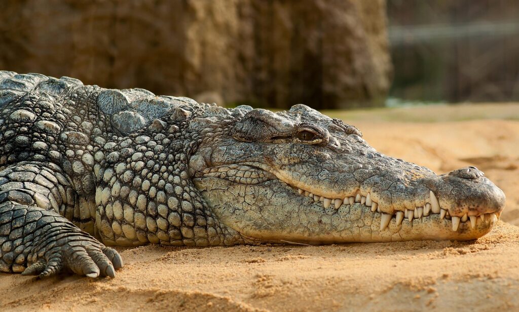 Coccodrillo
