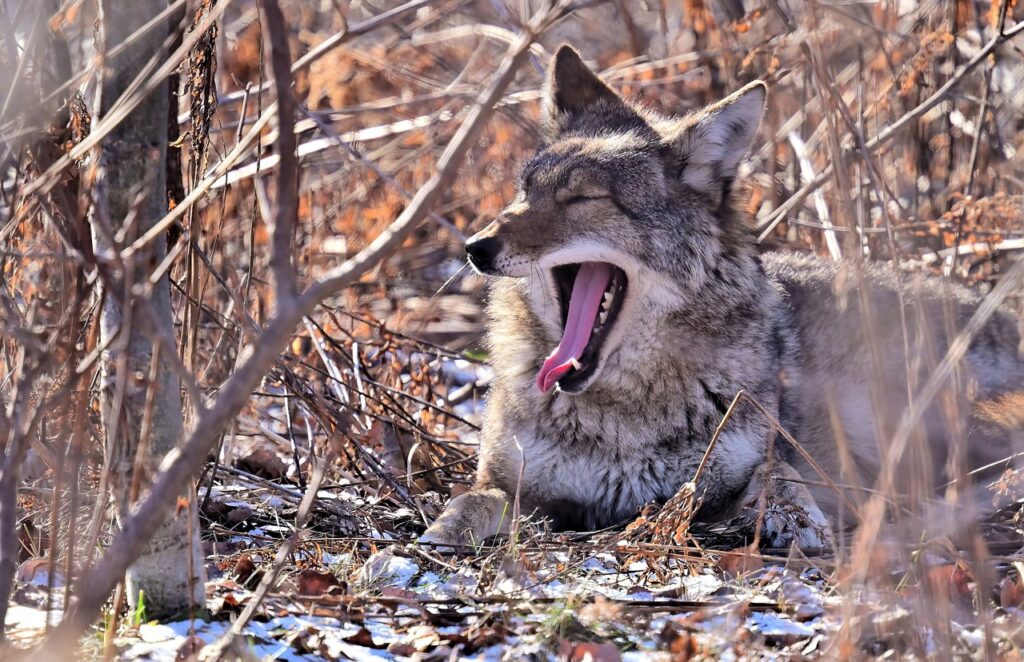 Coyote
