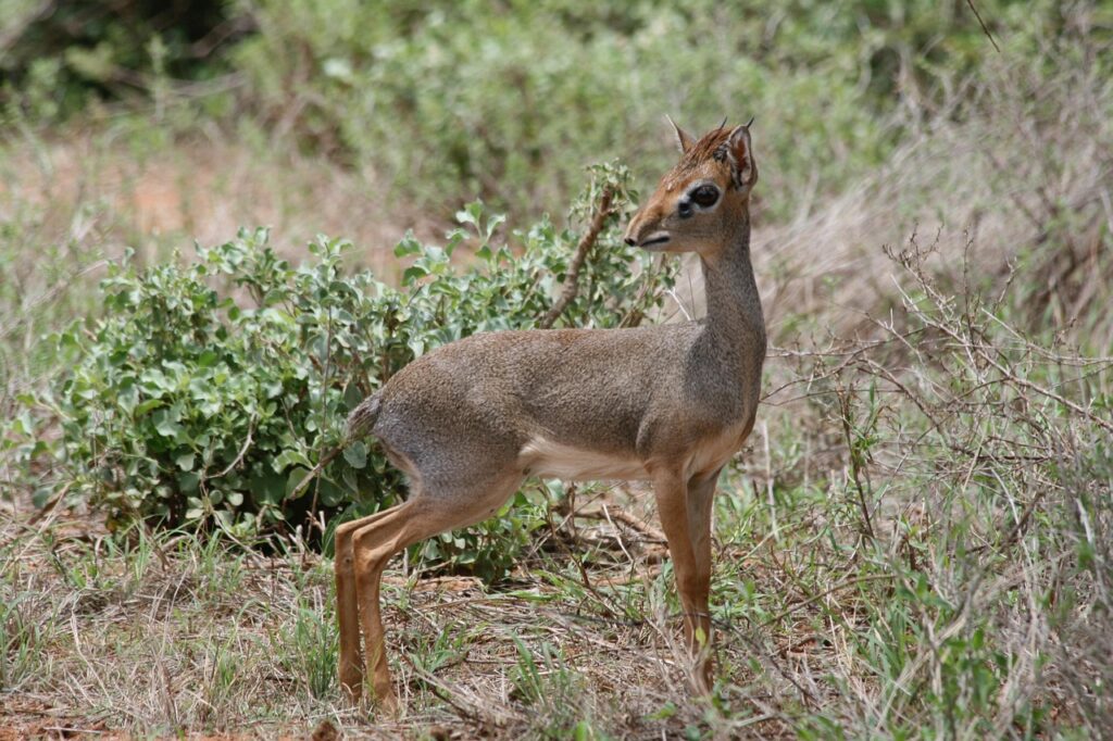 Dik Dik