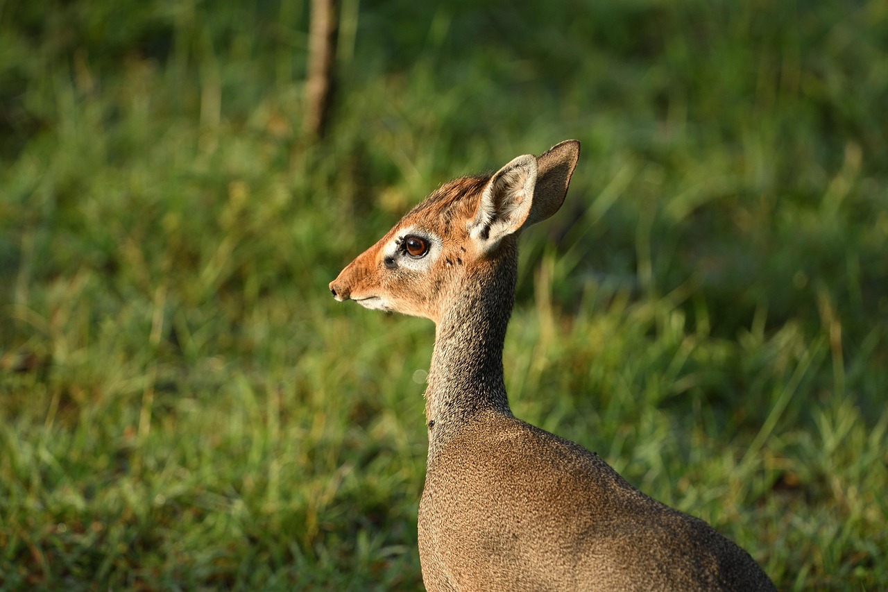 dik dik 3