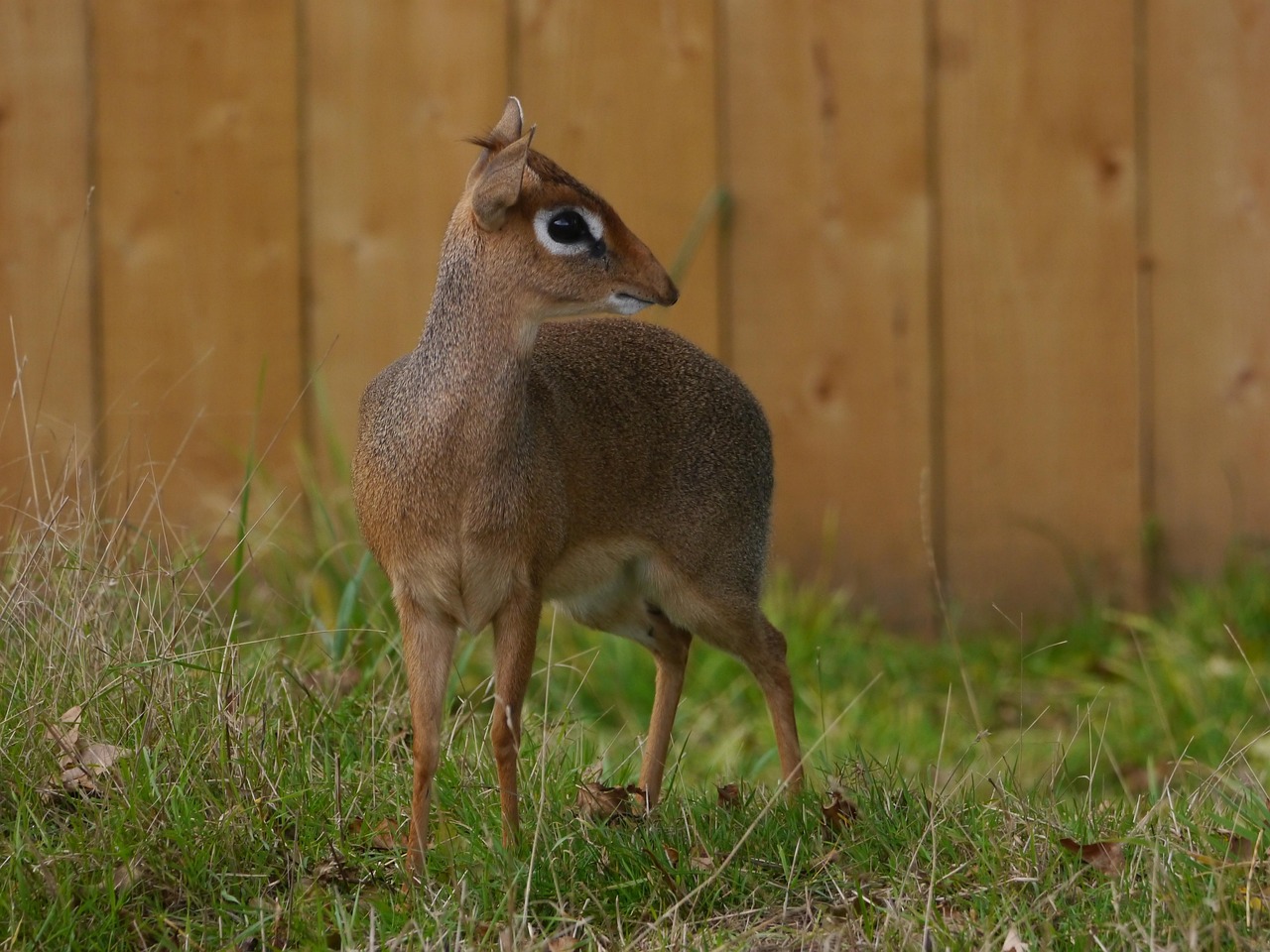 dik dik 4