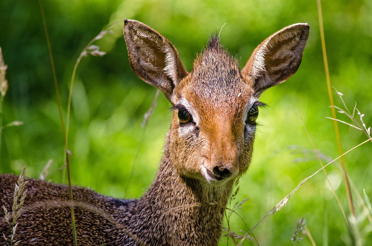 dik dik