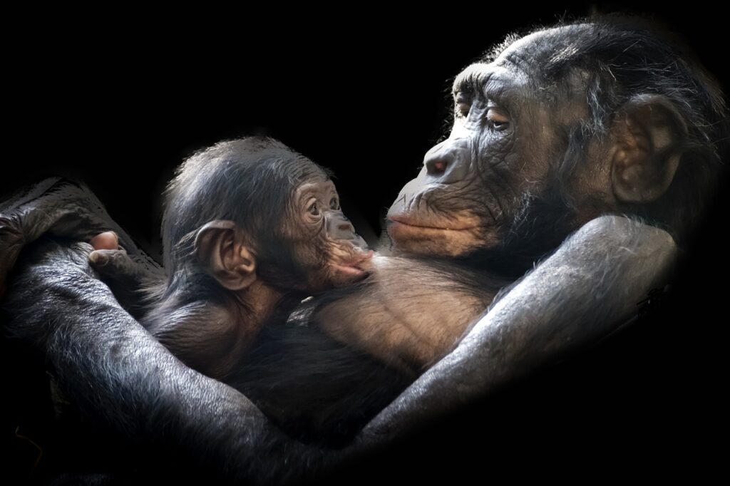 Gorilla