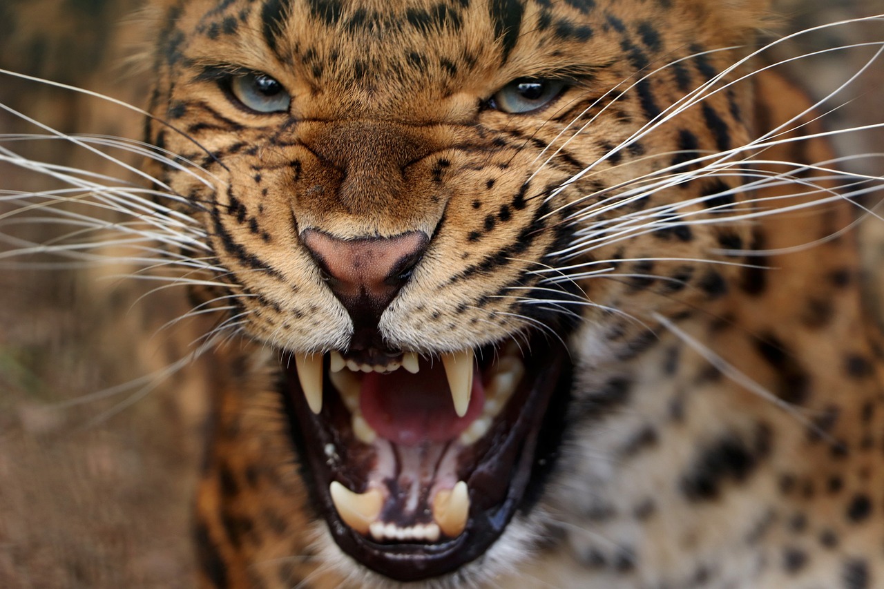 leopardo 2