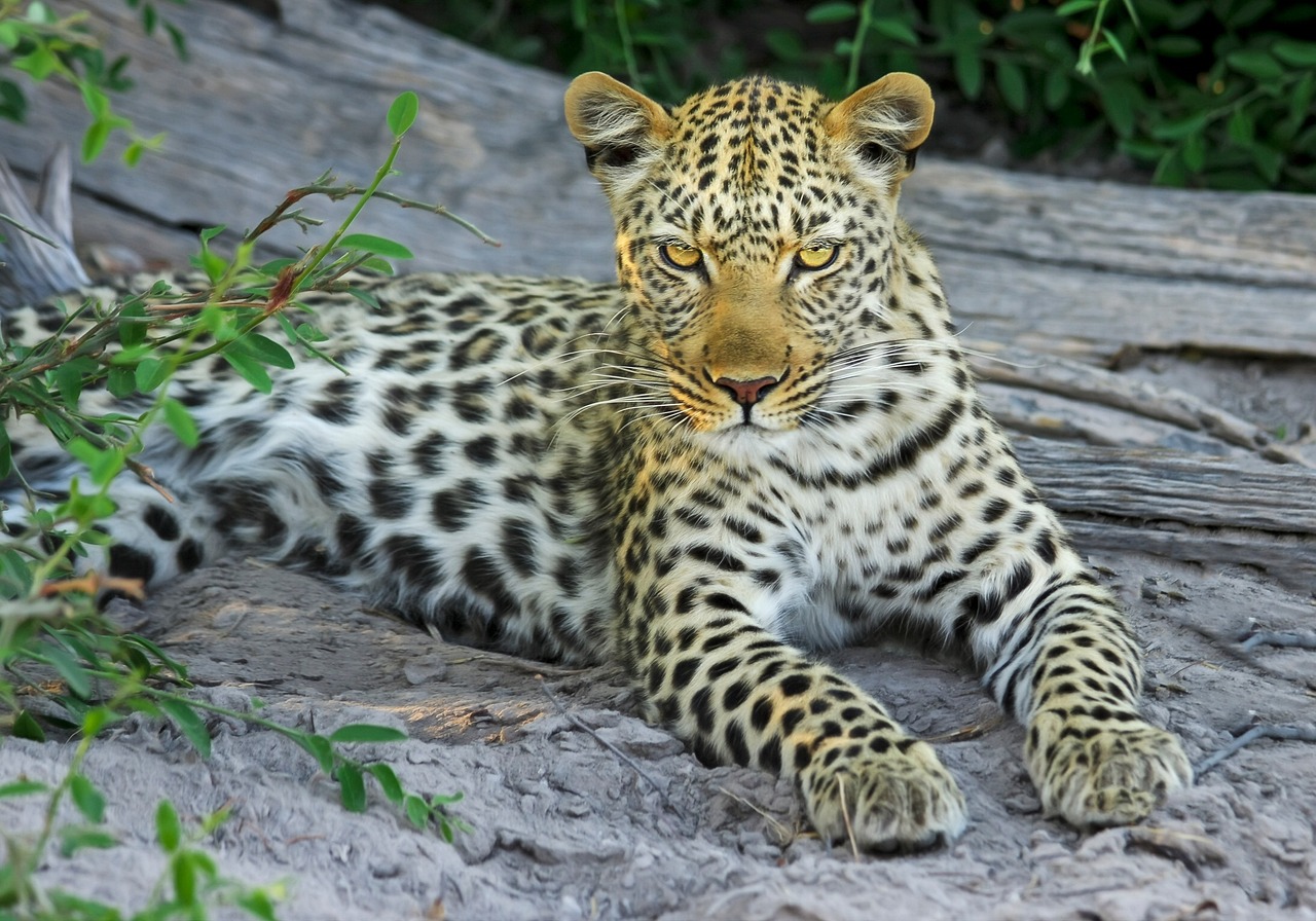 Leopardo Leopardo