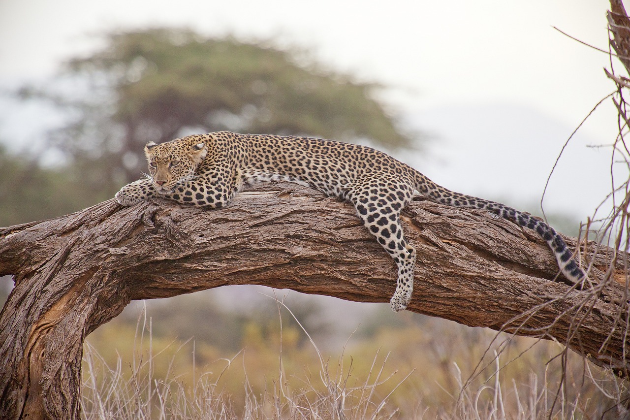 leopardo