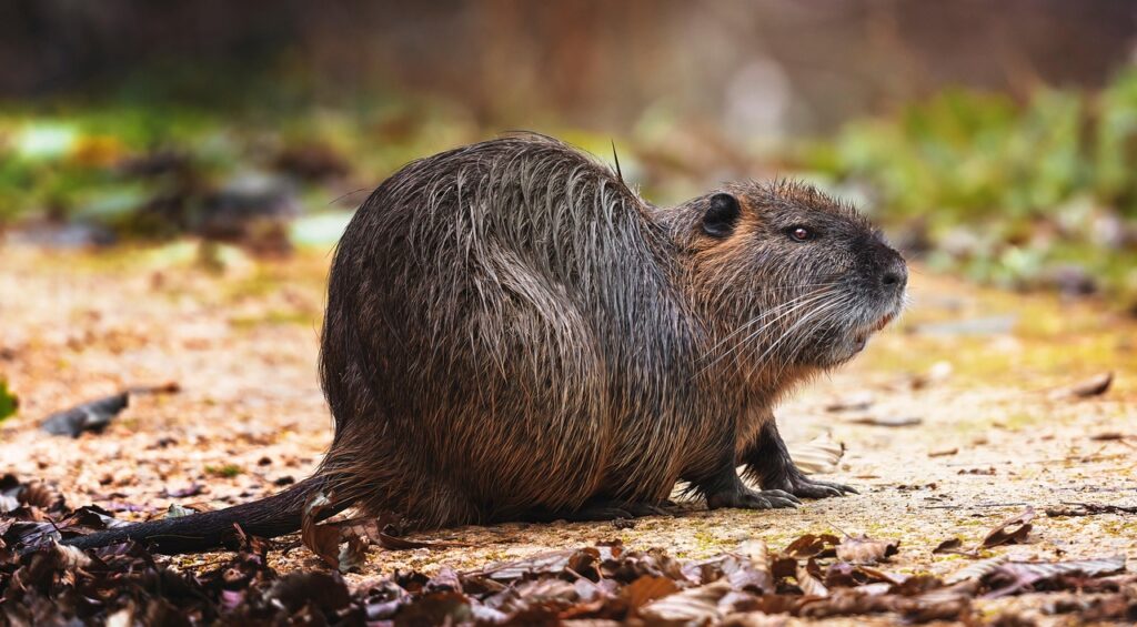 Nutria