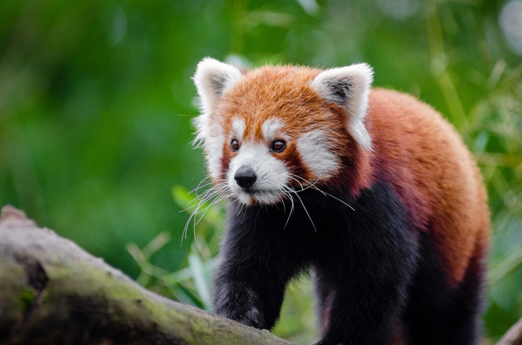 Panda Rosso