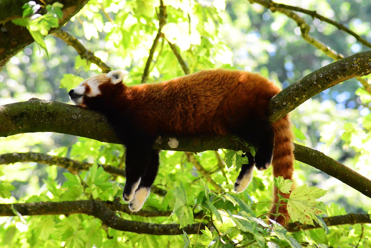 panda rosso 3