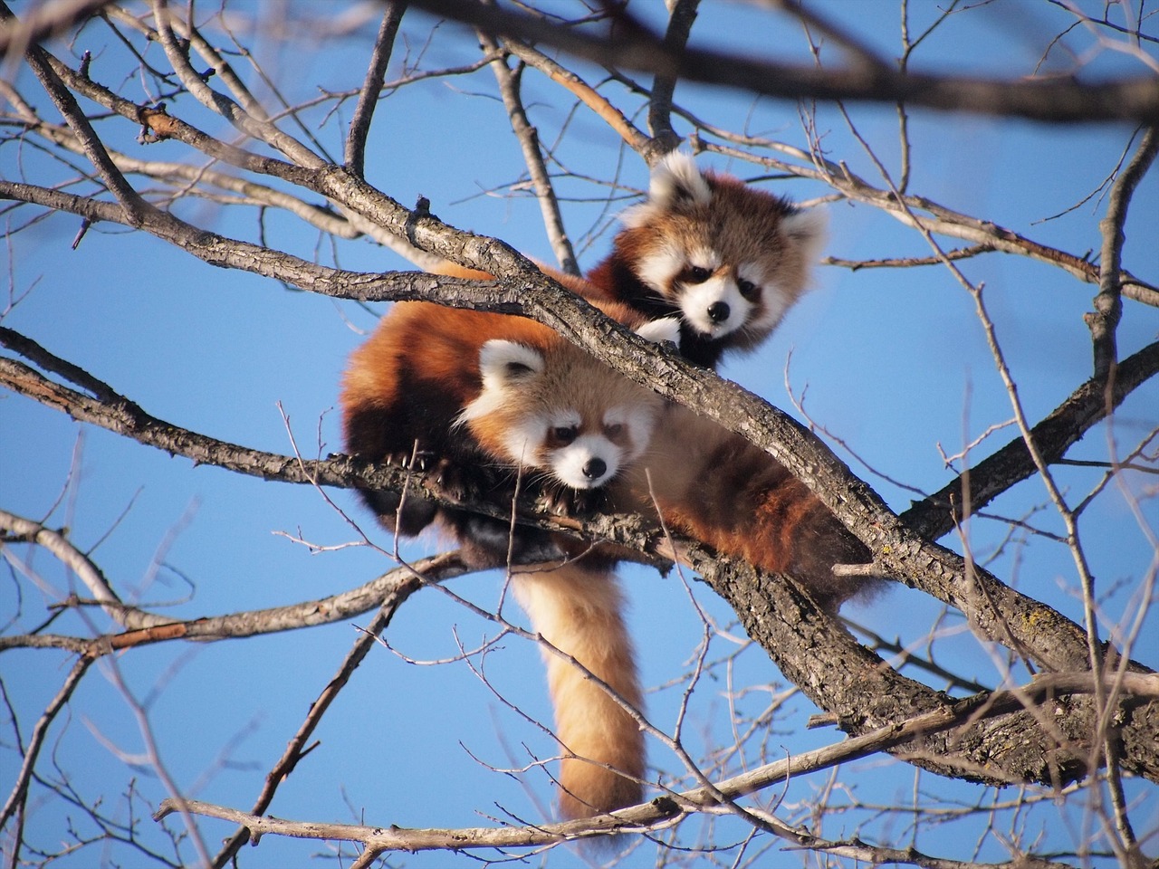panda rosso