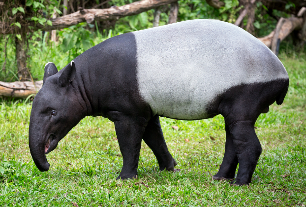 Tapiro