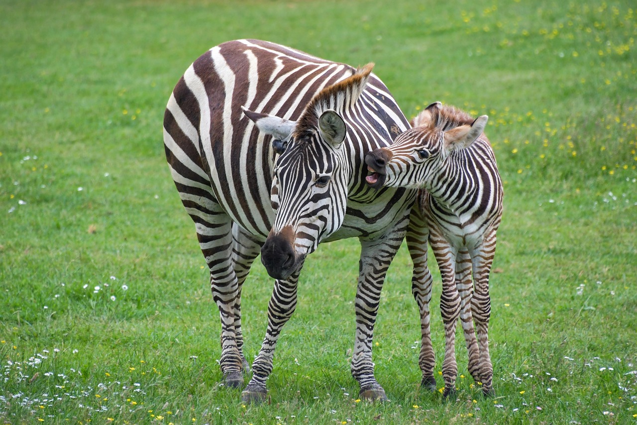 zebra 3