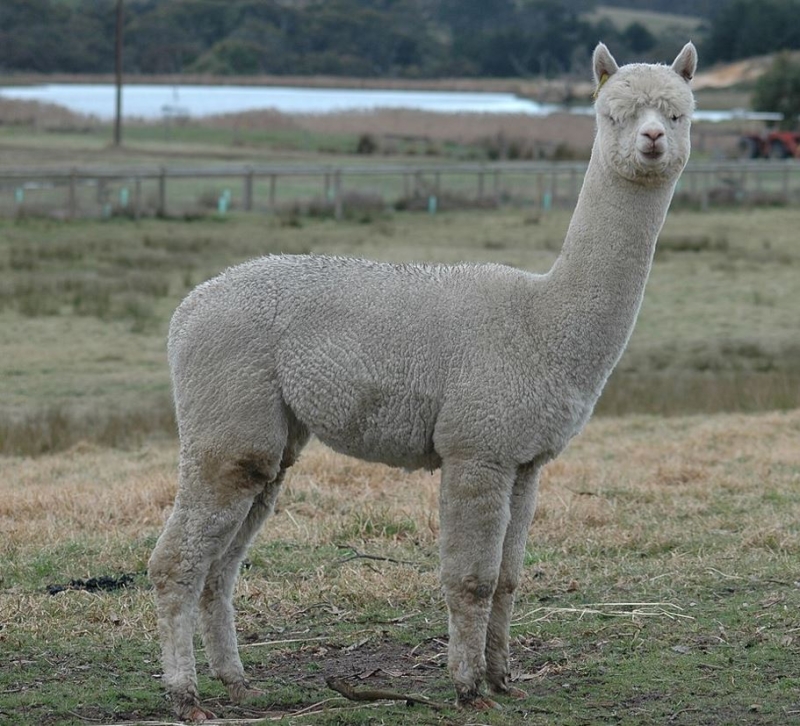Alpaca Alpaca
