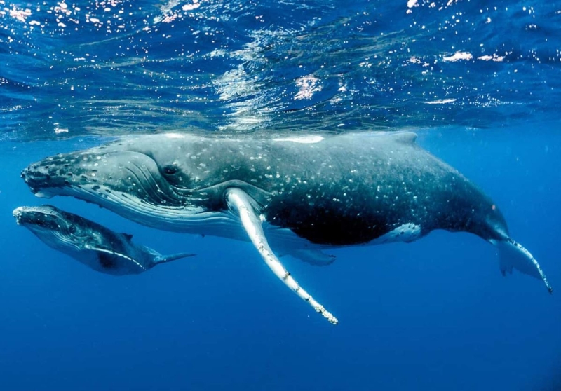 Balena azzurra Balena azzurra