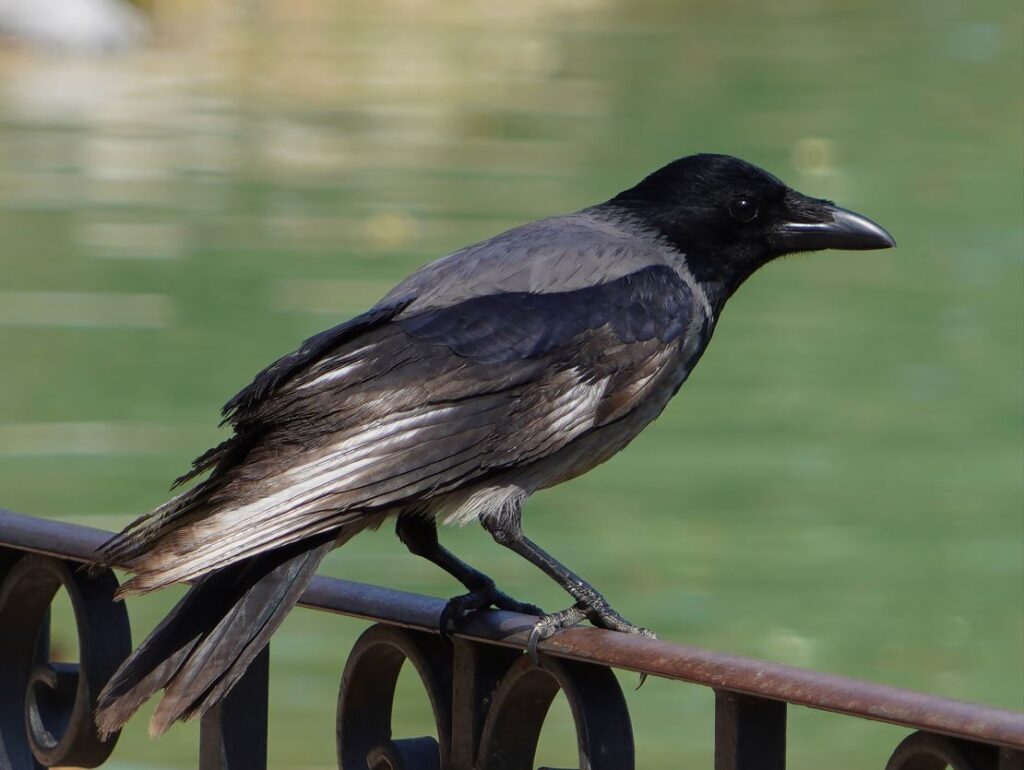 Corvo