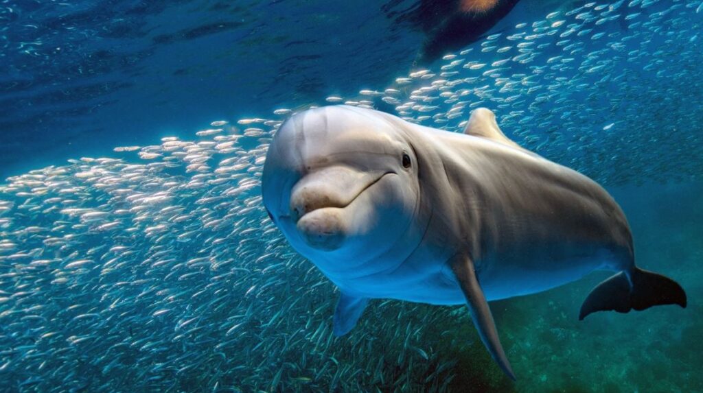 Delfino