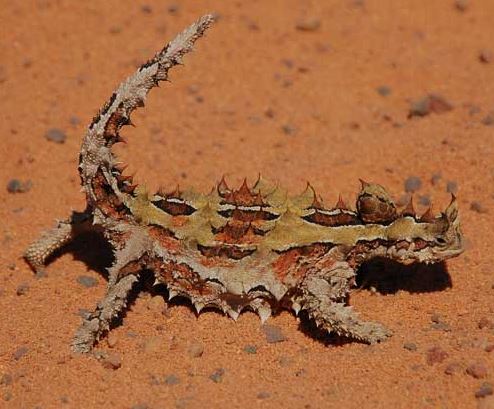 Diavolo spinoso