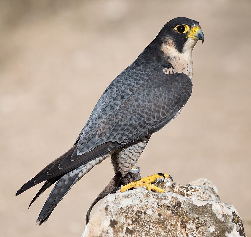 Falco pellegrino