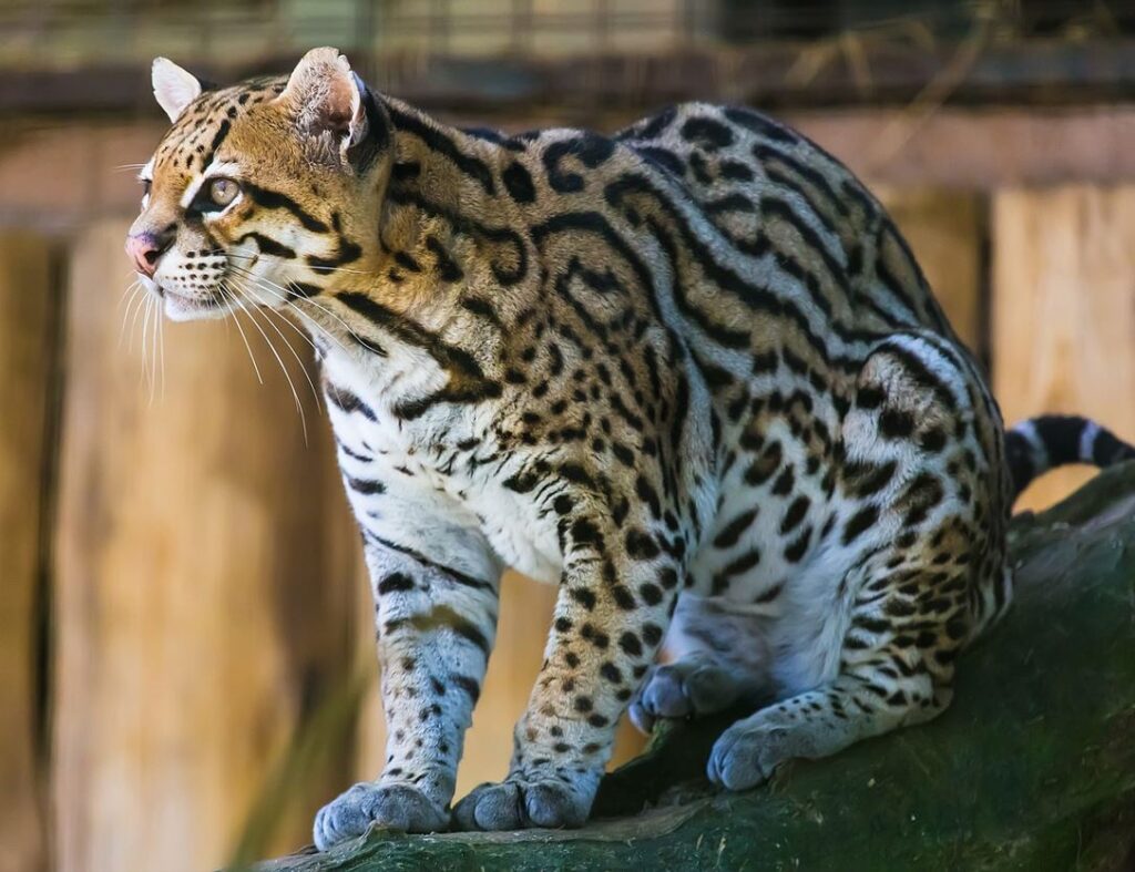 Ocelot