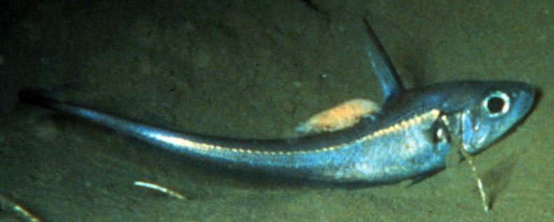 Pesce topo