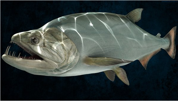 Pesce vampiro