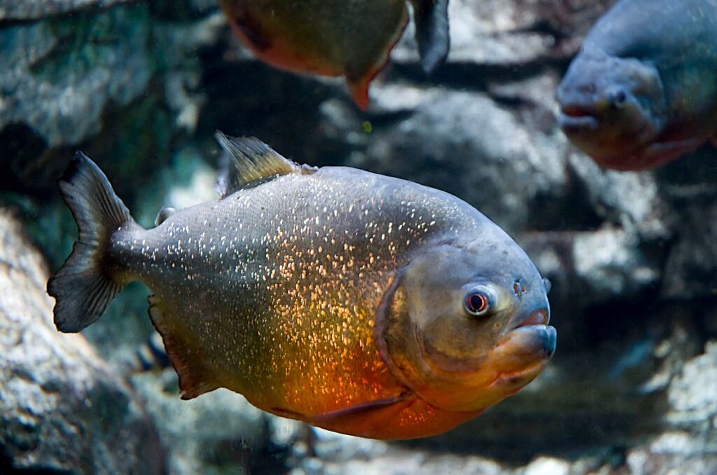 Piranha