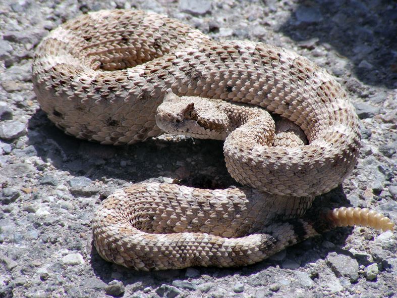 Serpente a sonagli