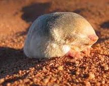 Talpa del deserto