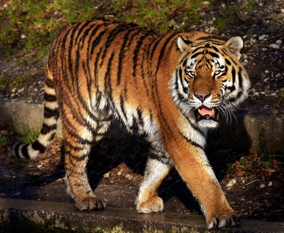 Tigre