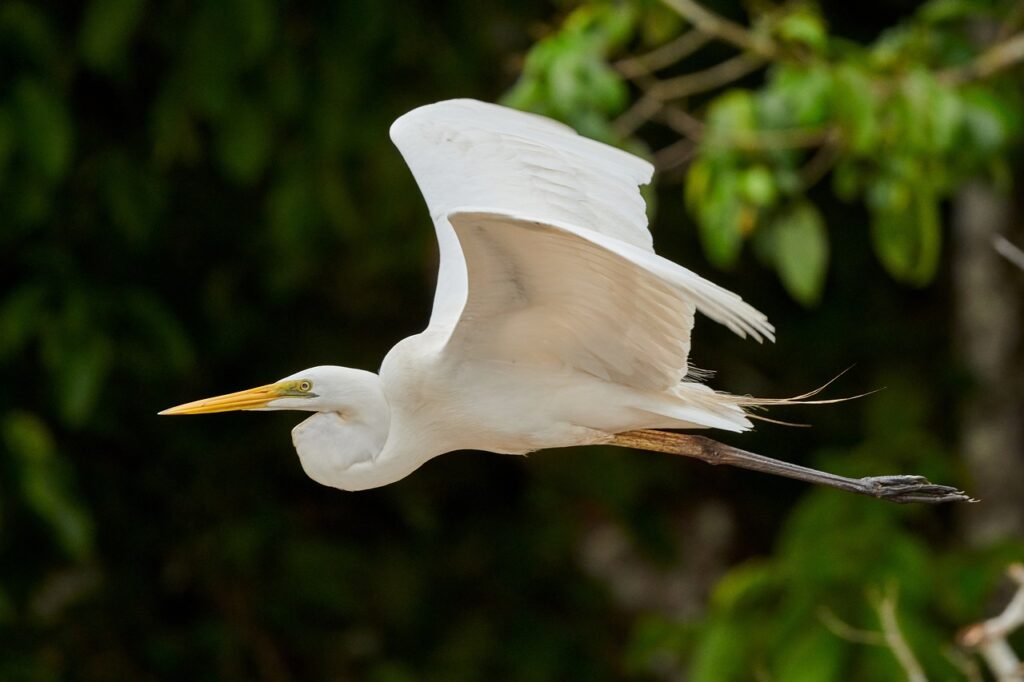 Airone