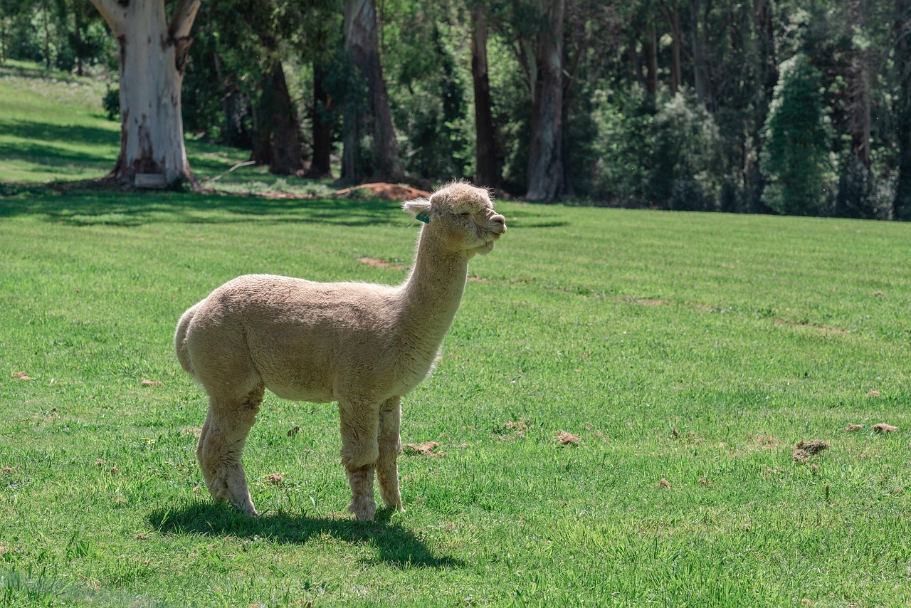 alpaca 2