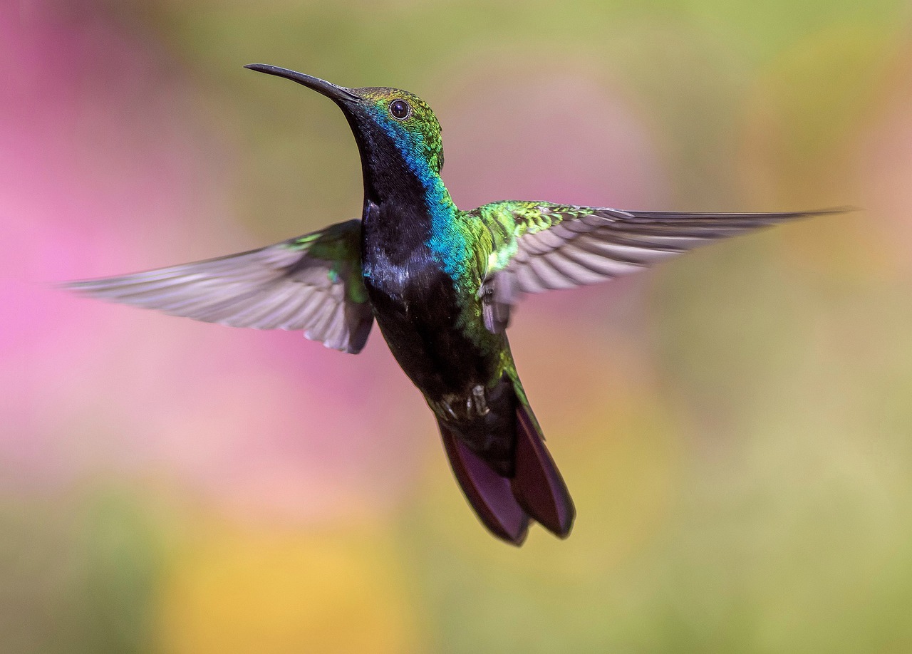 colibrì 2