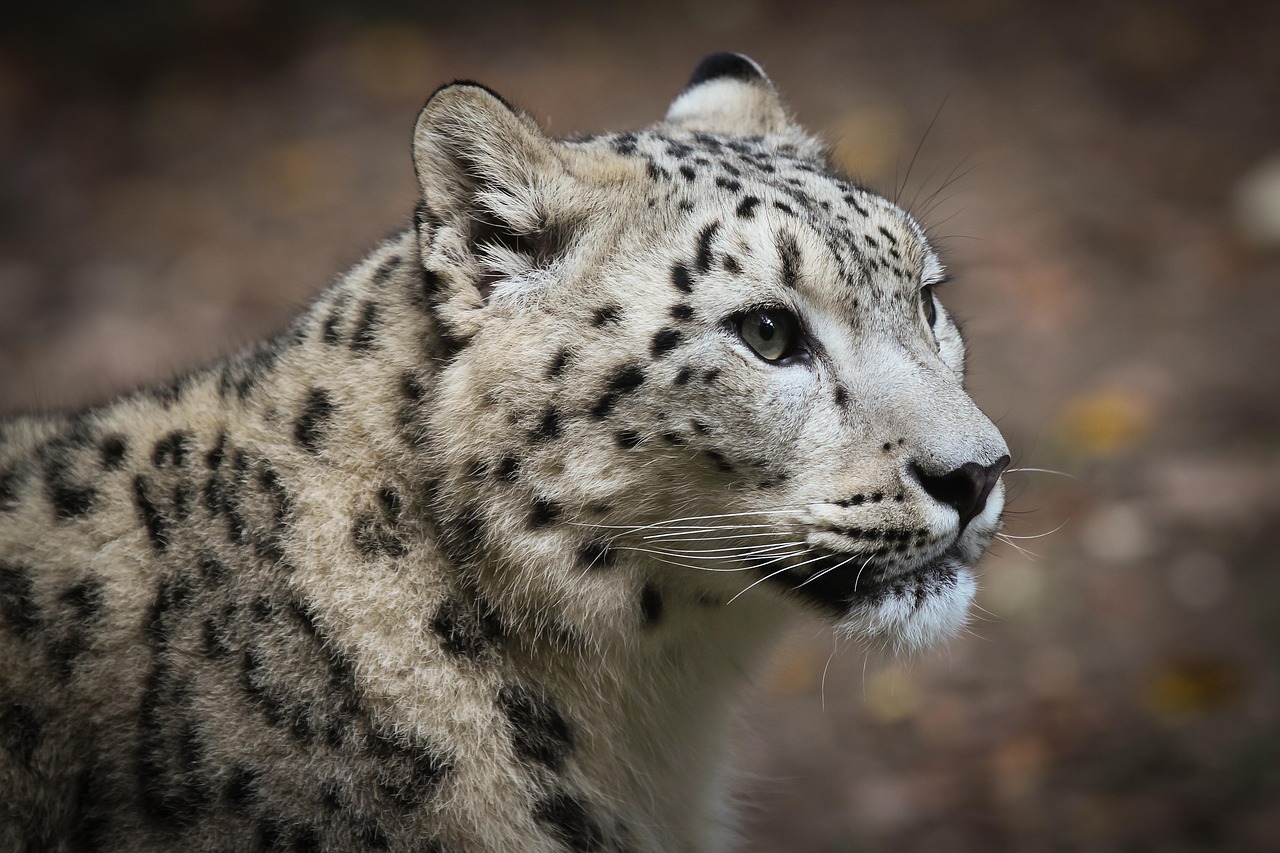 Leopardo delle nevi Leopardo delle nevi
