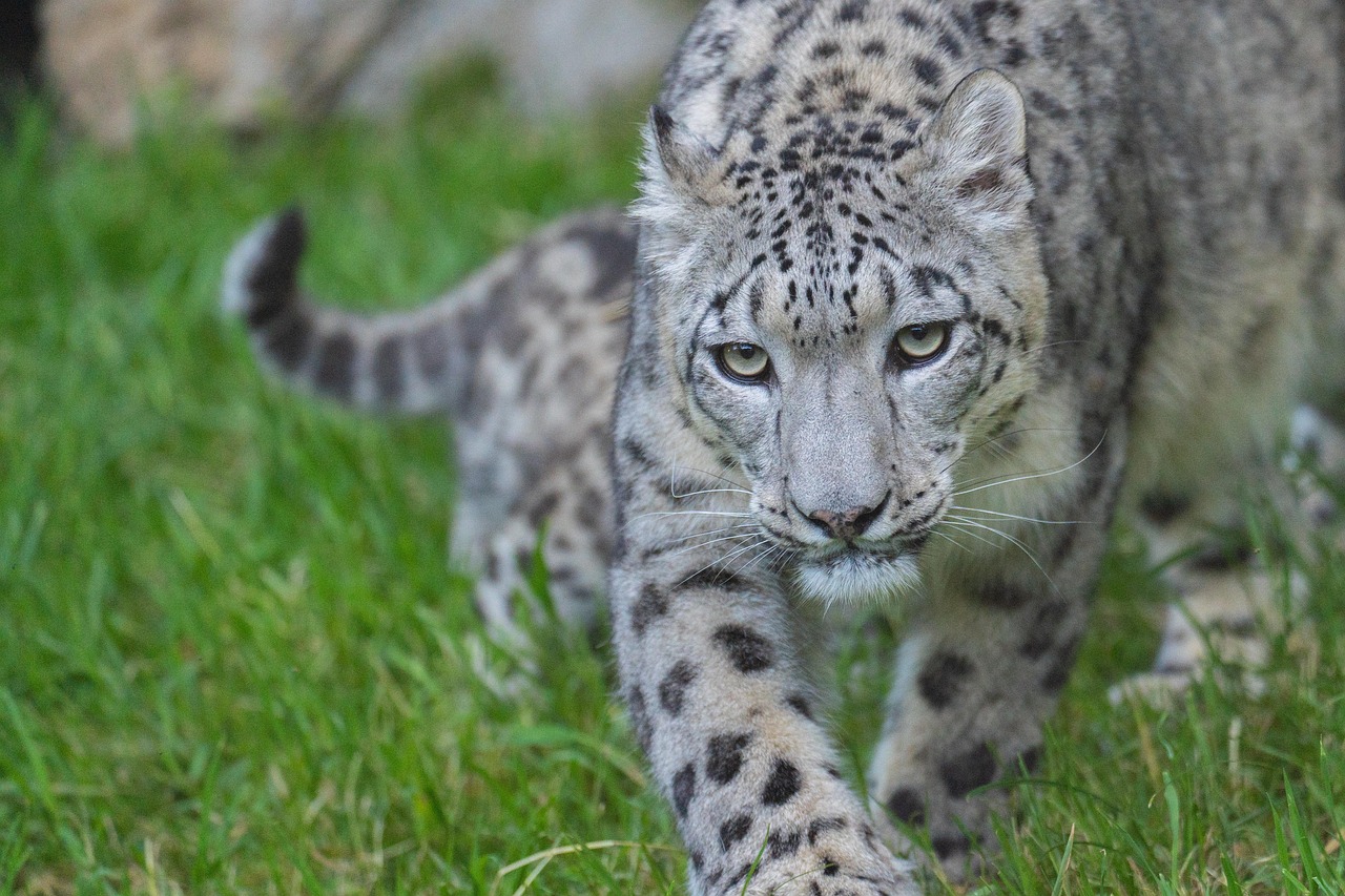 leopardo delle nevi 2