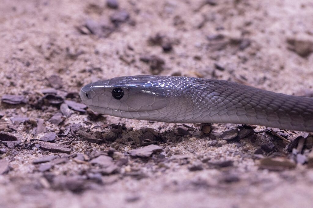 Mamba nero