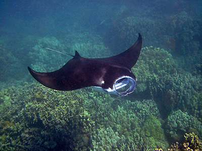 Manta