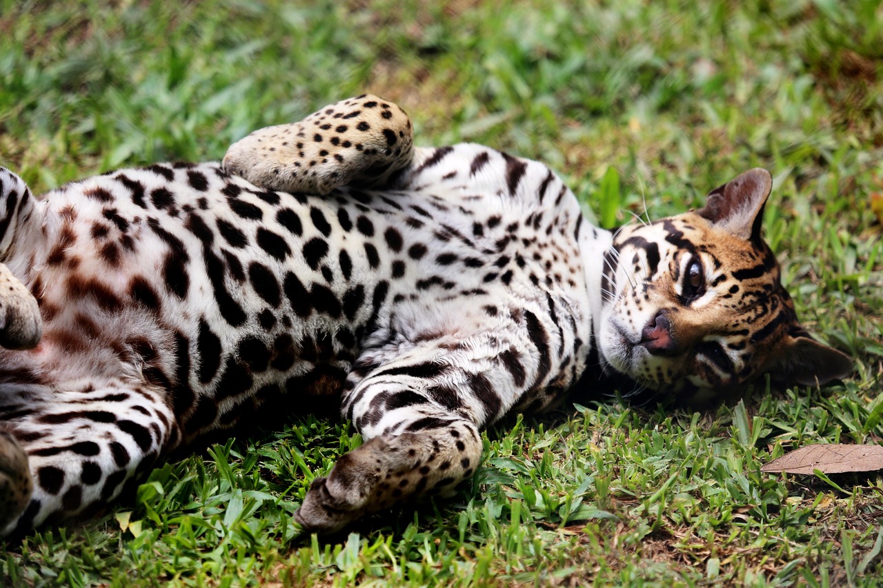 ocelot 2